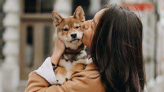 SHIBA INU 101: PUPPY BASICS you NEED to KNOW 