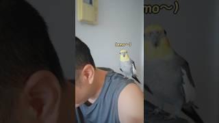 从没见过这么爱蹭饭的小鸟！ #cockatiel #lovely #玄凤鹦鹉