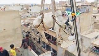 Sacrificial cattle get crane lifted from Karachi rooftop