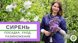 СИРЕНЬ - посадка, уход, обрезка и размножение. Что нужно делать для пышного цветения?