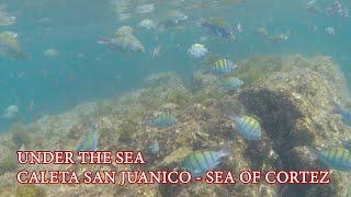 Exploring underwater in Caleta San Juanico - Sea of Cortez - EP 191