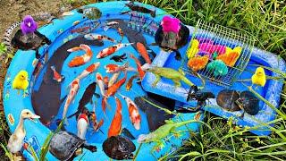 Wow Exciting Fishing for Ornamental Fish in Ponds,Colorful Fish,Betta Fish,Catfish,Turtles,Ducks