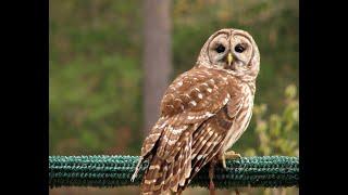 Mating Sounds Or Monkey Calls Of Barred Owls? (at night so only sounds)