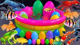 Amazing colorful surprise eggs, crayfish, koi, angelfish, betta fish catch, goldfish, glofish tetra