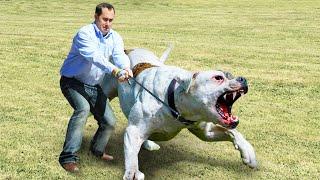 Estos Perros Están Prohibidos en Todo el Mundo!