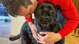 The long-awaited meeting / Unusual reaction of Luna the panther