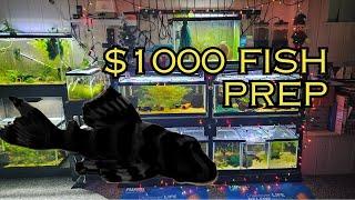 Breeding For Profit in 2025, Rare Plecos, Rainbow Fish, and More   Vlog #1