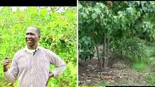 FARM TOUR: How to grow cashewnuts and  earn big as you intercrop to maximize  production - 2023