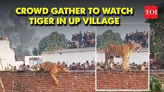 SHOCKING: Tiger Wanders into Local Neighborhood, People flock to witness | Pilibhit Reserve