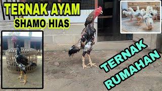 Peternak Ayam Shamo Eropa !!! Penghasilan Puluhan Juta Per Bulan