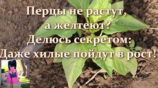 Сладкий перец не растет, желтеет. Даже хилые перцы пойдут в рост! Всегда так делаю! Растут по часам!