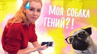 САМЫЙ УМНЫЙ МОПС! Тест для моей собаки! | Ира Блан