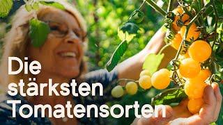 Wetterfeste Tomaten: Top-Sorten für den Freilandgarten - robust und ertragreich! 