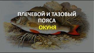 8. Плечевой и тазовый пояса окуня