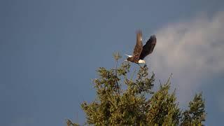 Bald eagle grabbing fish from Big Creek Harbor, Washington, 1/4-speed slow motion, 12 May 2022