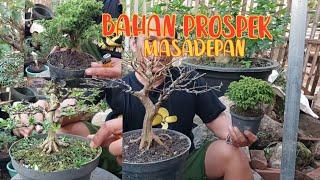 bahan prospek masadepan || inpestasi bonsai