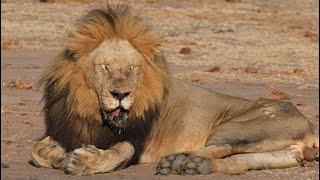 Two Big Male Lions and a Bunch of Tiny Cubs!