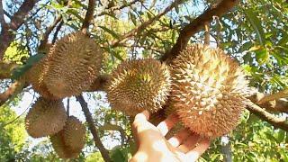 Growing Durian from seeds. How does durian grow?