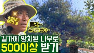 30년간 길가에 방치된 나무가 돈이 될까? [소나무 재테크]