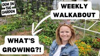 What Is (and Isn't!) Growing! Join Me For My Weekly Walkabout!