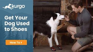 How to Get Your Dog Used to Shoes