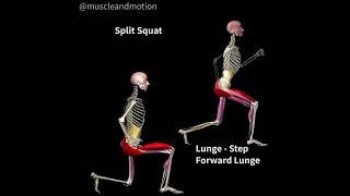 LUNGES Vs. SPLIT SQUATS 