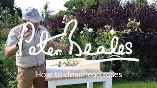 How to deadhead roses