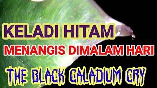 KELADI HITAM YANG MENANGIS DIMALAM HARI / TALAS HITAM BLACK CALADIUM