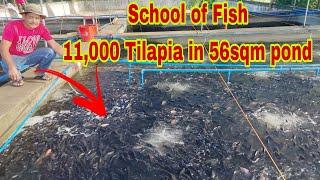 Dating OFW Nagsimulang Mag alaga ng Napakaraming Tilapia sa Iisang Pond