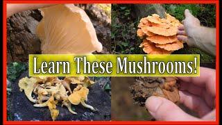 4 Mushrooms You NEED To Know!