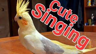 #Корелла #КореллаПоет #HappySingingCockatiels. Pied Cockatiel singing Sounds. Cockatiel Lovers VLOG