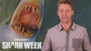 When Sharks Attack | Shark Week's The Daily Bite