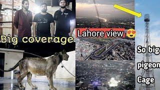 lion video in Lahore - Big pigeon cage - MMB pet lover - Kabootar Bazi Lahore 2022 - lion video