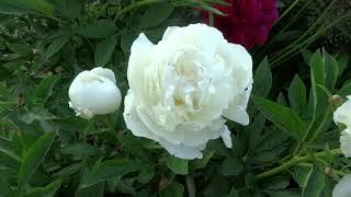 Peony ELZAS LOREIN Review, Description, Flowering, Review