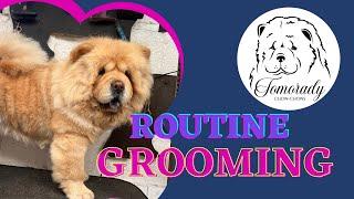 My Recommended Daily Grooming Routine for a Chow Chow.