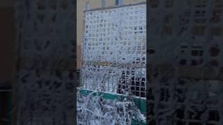 Зимняя красота в мелочах ️ #зима #иней #мусорка #синийиней