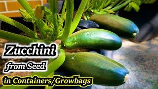 Growing Zucchini in Containers (Summer Squash from Seed to Harvest) Container Garden