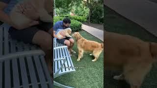 Dog meets puppy for the first time  #goldenretriever #dog