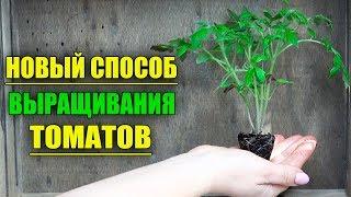 Революционный метод букетного выращивания томатов!