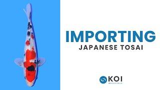 Exploring Koi Wholesale: Why we import the best Japanese Tosai