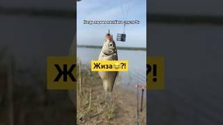 жиза?! #рыбалка #рыба #карась #карасьнафидер #фидер #фидернаярыбалка #фидернаяловля
