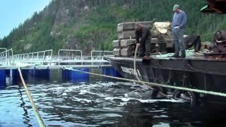 Wild orca plays with fire hose and interacts with people.mov