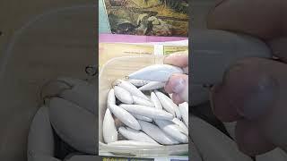 Такие Воблера щуки не по зубам.