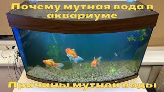 Почему мутная вода в аквариуме | Причины мутной воды в аквариуме