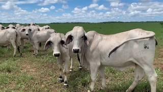 Ganadería Extensiva en los Llanos Orientales de Colombia