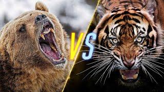 Bear VS Tiger