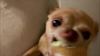 PSYCHO Chihuahua VS Ice cream