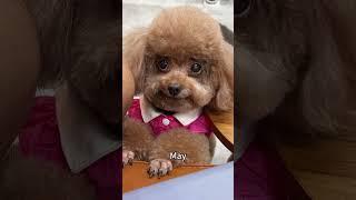 Angela’s 2024 #cute #dogs #toypoddlepuppies #toypoddle