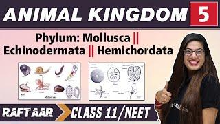 Animal Kingdom 05 || Phylum: Mollusca II Echinodermata II Hemichordata || Class 11/NEET | RAFTAAR