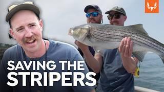 Is Catch-and-Release Fishing Killing Striped Bass? | Cal of the Wild: In the Field